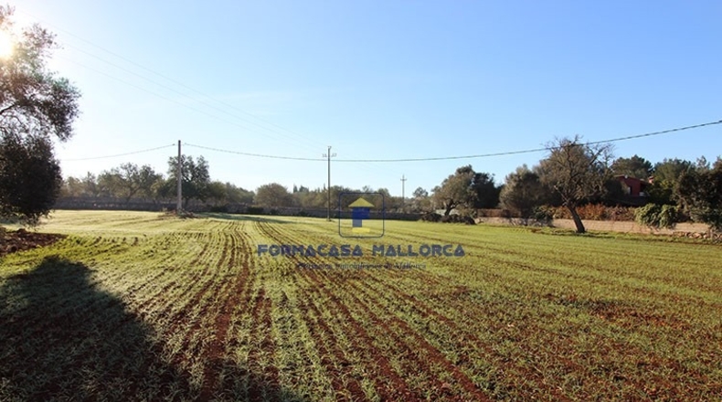 Islas Baleares - Algaida - 14300m2