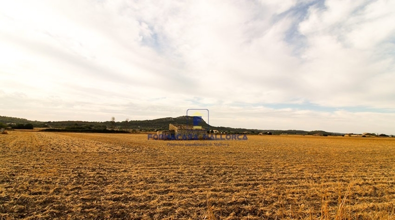 Islas Baleares - Sineu - 18000m2