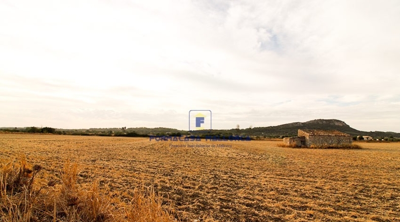 Islas Baleares - Sineu - 18000m2