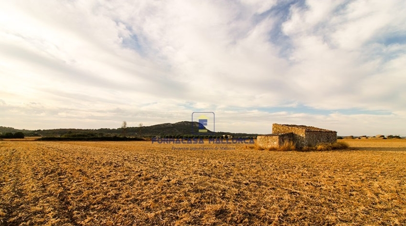 Islas Baleares - Sineu - 18000m2