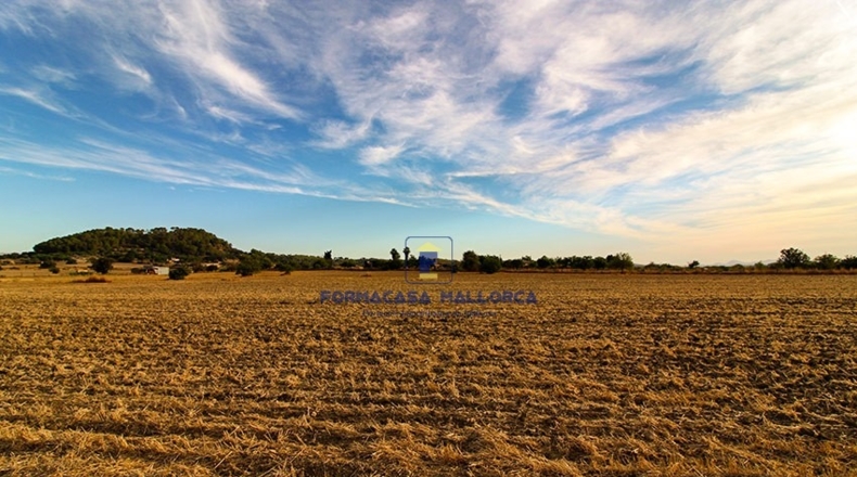 Islas Baleares - Sineu - 18000m2