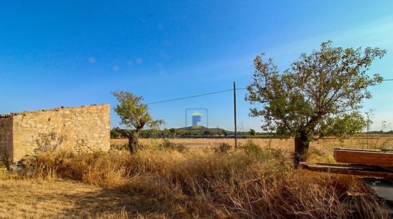 Islas Baleares - Porreras - 17000m2