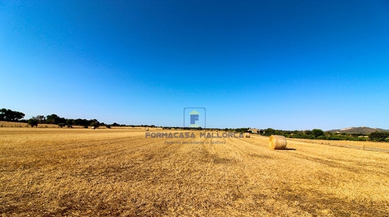 Islas Baleares - Porreras - 17000m2