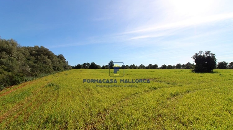Islas Baleares - Campos - 33000m2