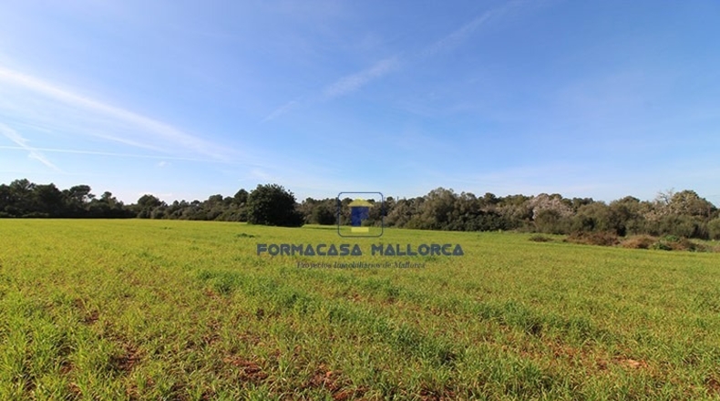 Islas Baleares - Campos - 33000m2