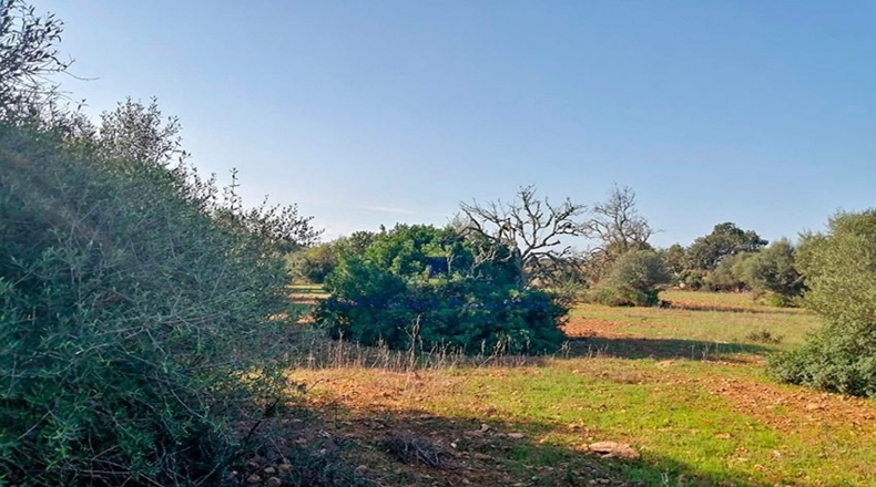 Islas Baleares - Santañy - 14540m2