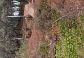 Land suitable for development for sale on Carrer de l'Oreneta, Caldes de Montbui, ref: TR68688 photo