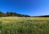 Non-developable land for sale on Diseminado, Manacor, ref: TR68704 photo