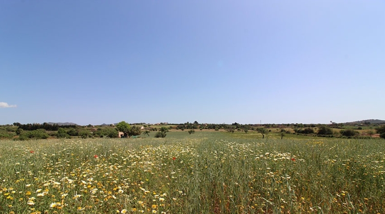 Islas Baleares - Manacor - 14504m2