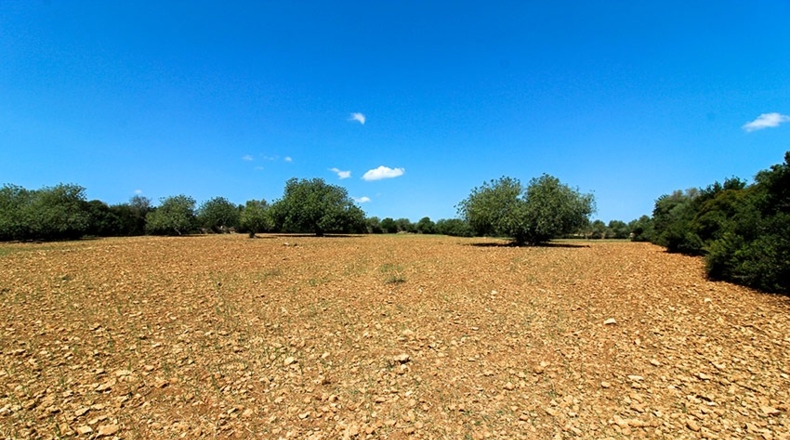 Islas Baleares - Manacor - 14504m2