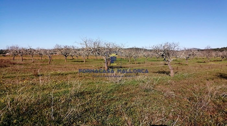 Islas Baleares - Felanitx - 24600m2
