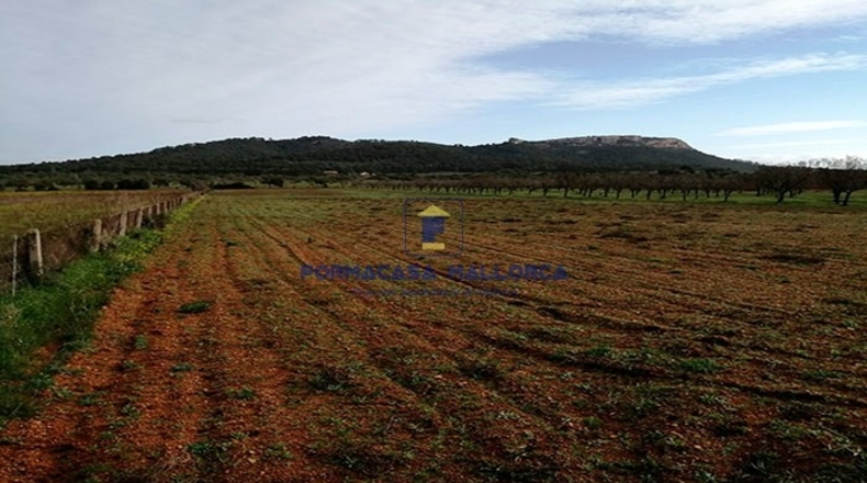 Islas Baleares - Felanitx - 24600m2