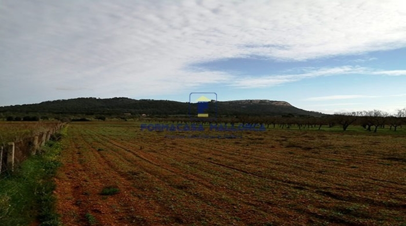 Islas Baleares - Felanitx - 24600m2