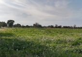 Parcela urbanizable en venta en la Diseminado, Felanitx, ref: TR68710 foto