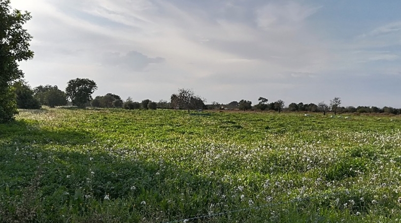 Islas Baleares - Felanitx - 15800m2