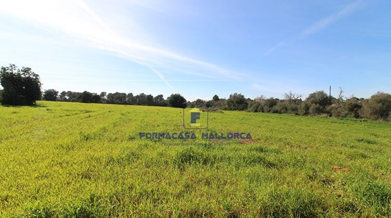 Islas Baleares - Felanitx - 15800m2