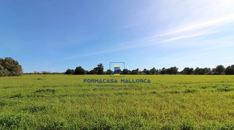 Islas Baleares - Felanitx - 15800m2