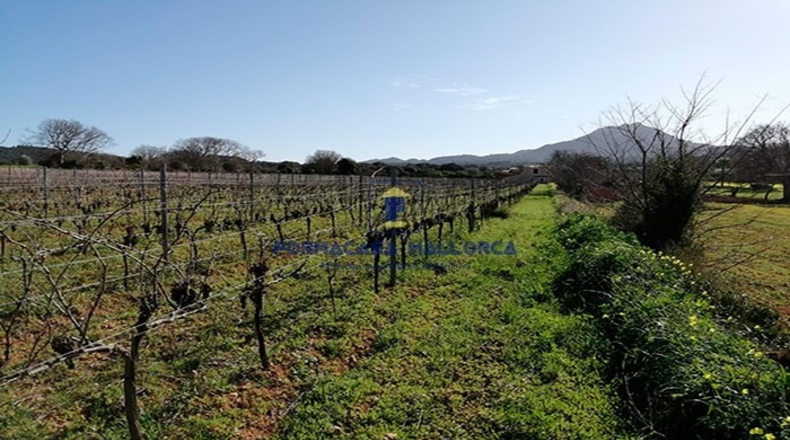 Islas Baleares - Felanitx - 14970m2