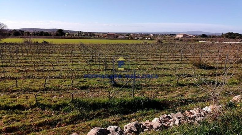 Islas Baleares - Felanitx - 14970m2
