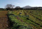 Parcel·la urbanitzable en venda a la Diseminado, Felanitx, ref.: TR68707 foto