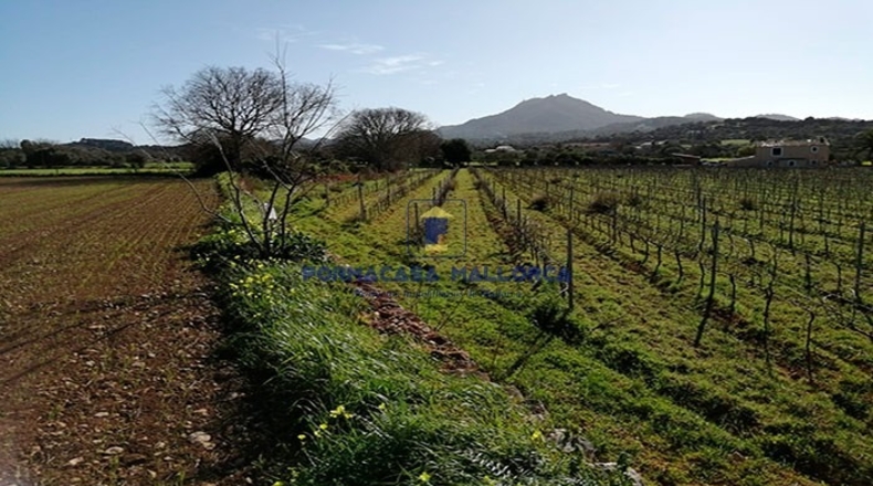 Islas Baleares - Felanitx - 14970m2