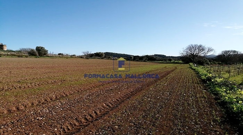 Islas Baleares - Felanitx - 14970m2
