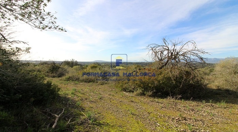Islas Baleares - Costitx - 61900m2