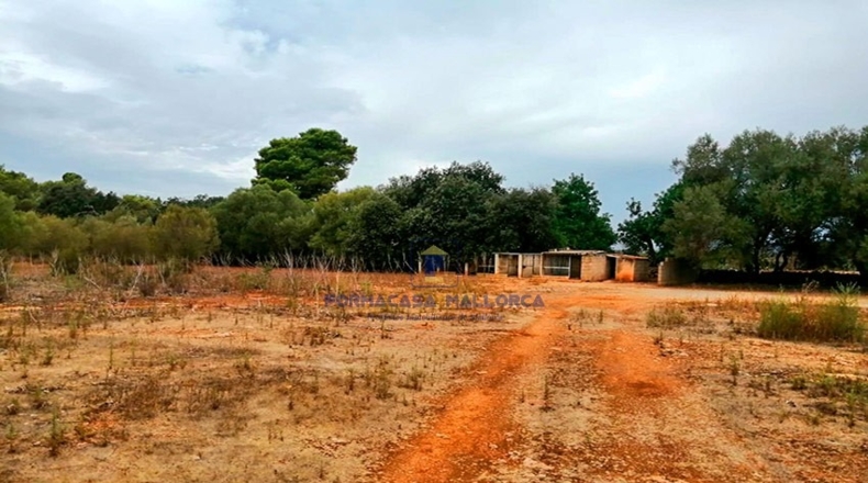 Islas Baleares - Algaida - 14072m2
