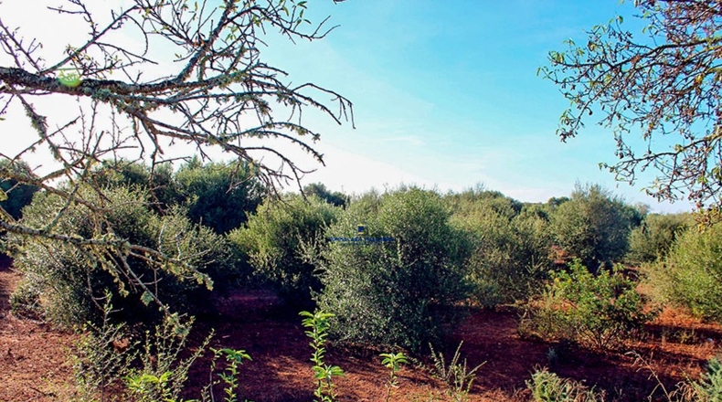 Islas Baleares - Santañy - 16570m2