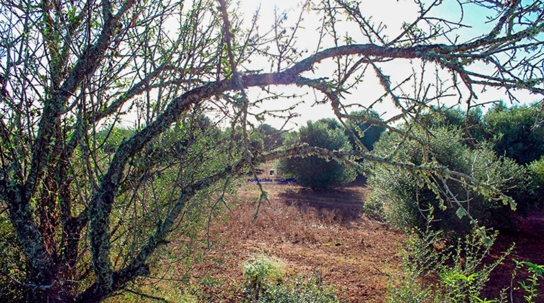 Islas Baleares - Santañy - 16570m2