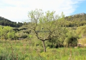 Parcela urbanizable en venta en la Diseminado, Felanitx, ref: TR69035 foto