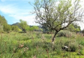 Parcela urbanizable en venta en la Diseminado, Felanitx, ref: TR69035 foto