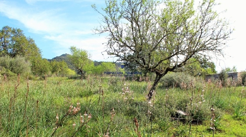 Islas Baleares - Felanitx - 20780m2