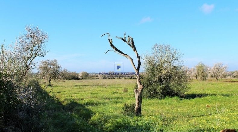 Islas Baleares - Felanitx - 20780m2