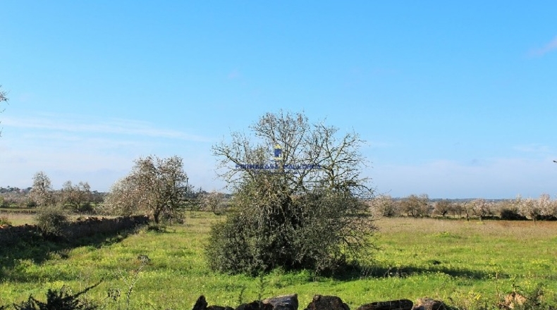 Islas Baleares - Felanitx - 20780m2