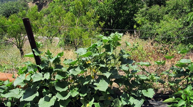 Málaga - Genalguacil - 20000m2
