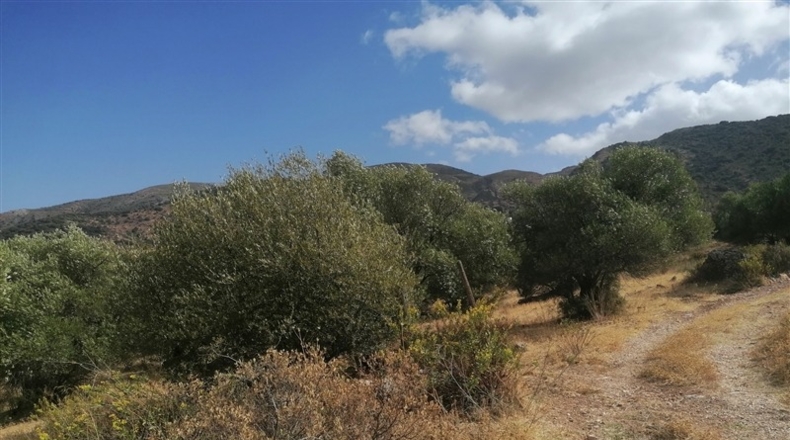 Málaga - Jimera de Líbar - 8000m2