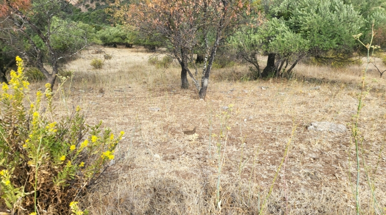 Málaga - Jimera de Líbar - 8000m2