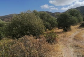 Jimera de Líbar 8000&nbsp;m² 