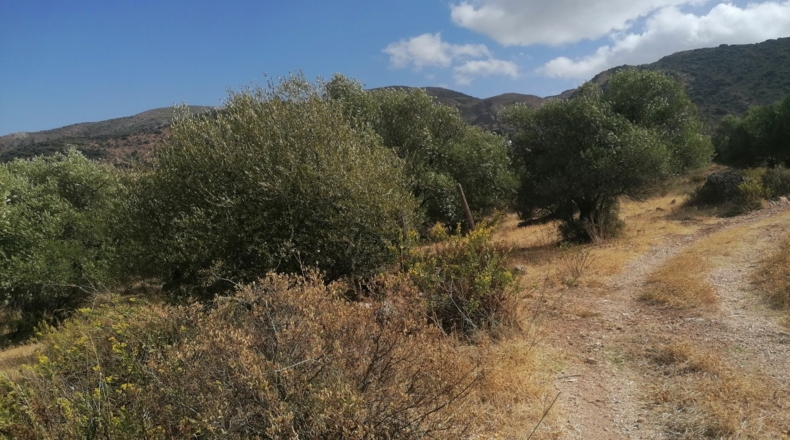 Málaga - Jimera de Líbar - 8000m2