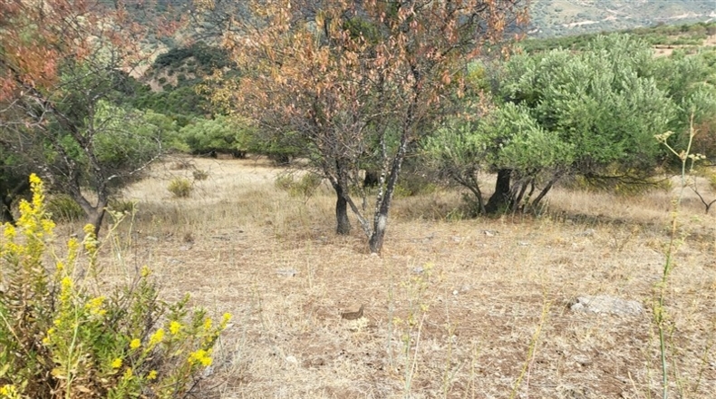 Málaga - Jimera de Líbar - 8000m2
