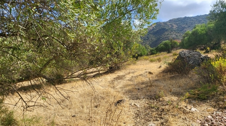 Málaga - Jimera de Líbar - 8000m2