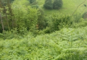 Non-developable land for sale on Olazkoegia auzoa, Aya, ref: TR69230 photo