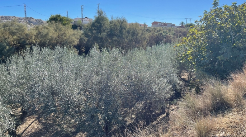 Murcia - Alguazas - 5659m2
