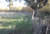 Non-developable land for rent on DSA-161, Armenteros, ref: TR69534 photo