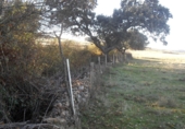 Non-developable land for rent on DSA-161, Armenteros, ref: TR69534 photo