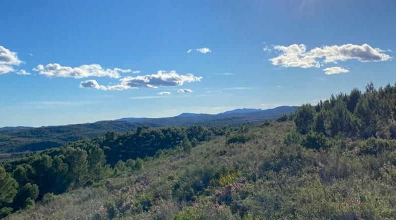 Castellón - El Polido - 44131m2