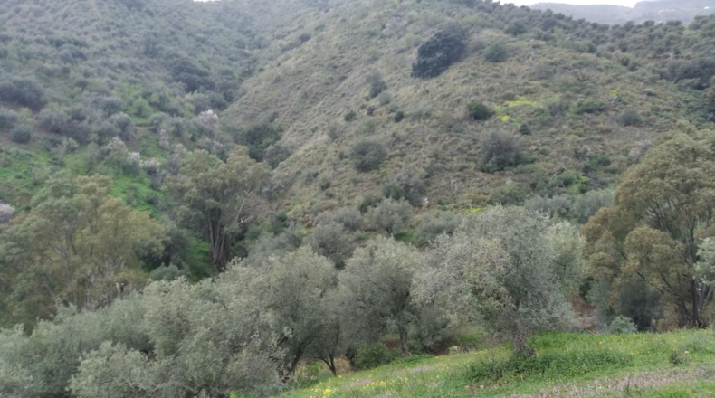 Málaga - Málaga - 118355m2