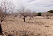 Terreno con Almacén en venta en la El Forseguet de Arriba, Beneixama, ref: TR69750 foto
