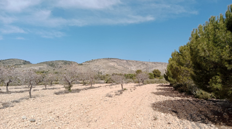 Alicante - Benejama - 28500m2